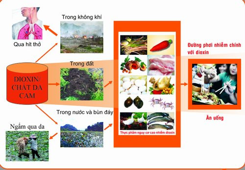 Thực phẩm là con đường phơi nhiễm dioxin chính
