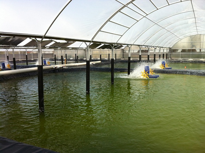 Ứng dụng KMnO4 trong nuôi trồng thủy sản