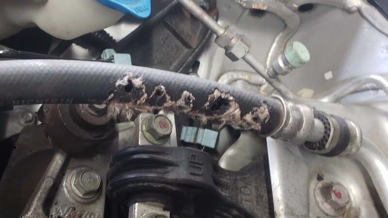 Cách ngăn chặn chuột gặm dây điện hiệu quả và dễ dàng Chuột có thể đổi hướng 1