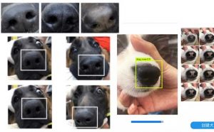 Tìm chó lạc bằng trí tuệ nhân tạo (AI), tại sao không?