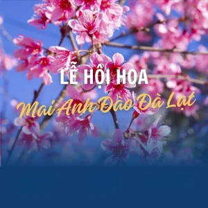 Lễ hội hoa mai anh đào Đà Lạt: cẩm nang hiểu đúng – đi đúng – trải nghiệm trọn vẹn (Xuân 2026)